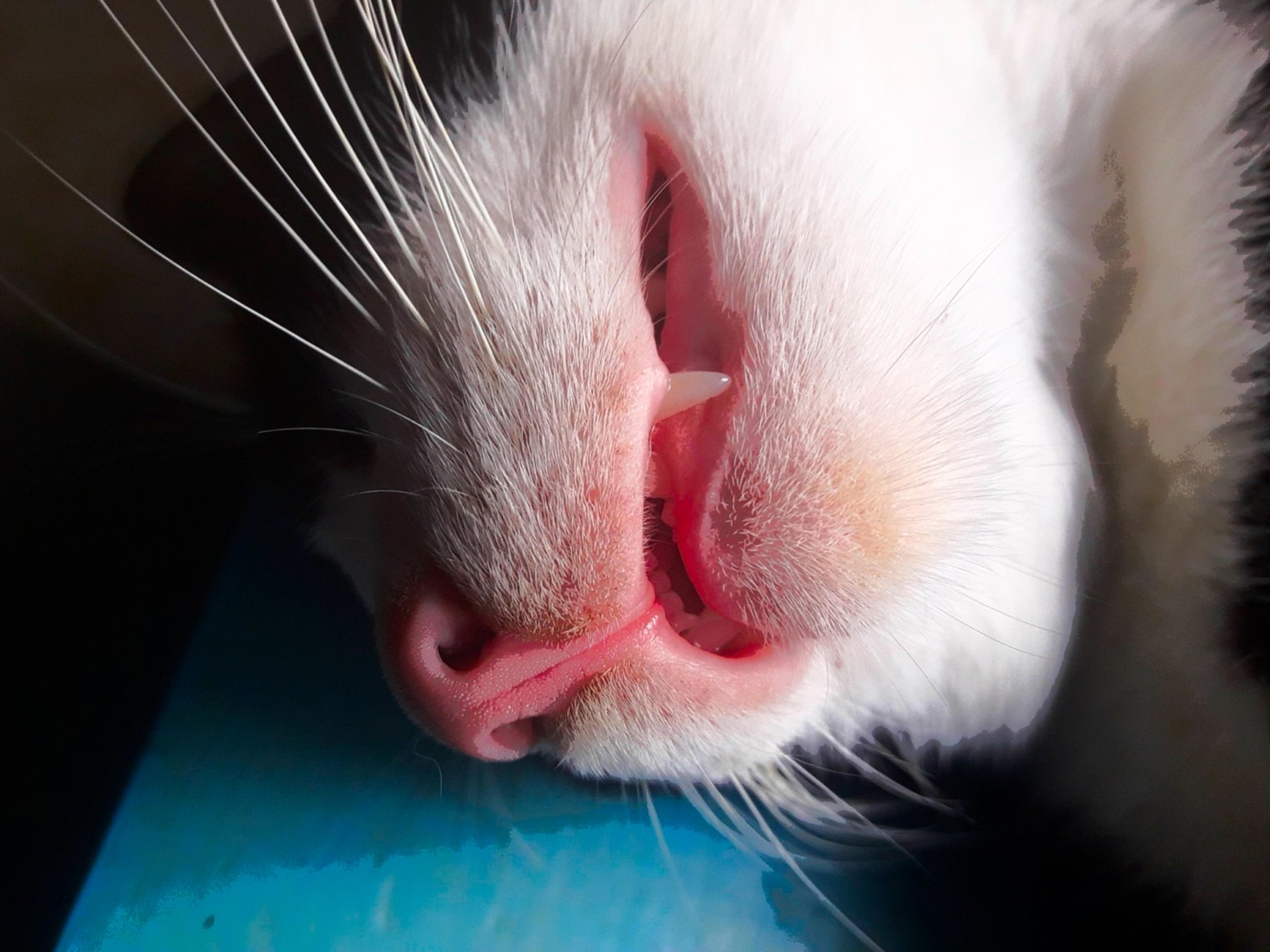 🐈 Cat by Asirez98