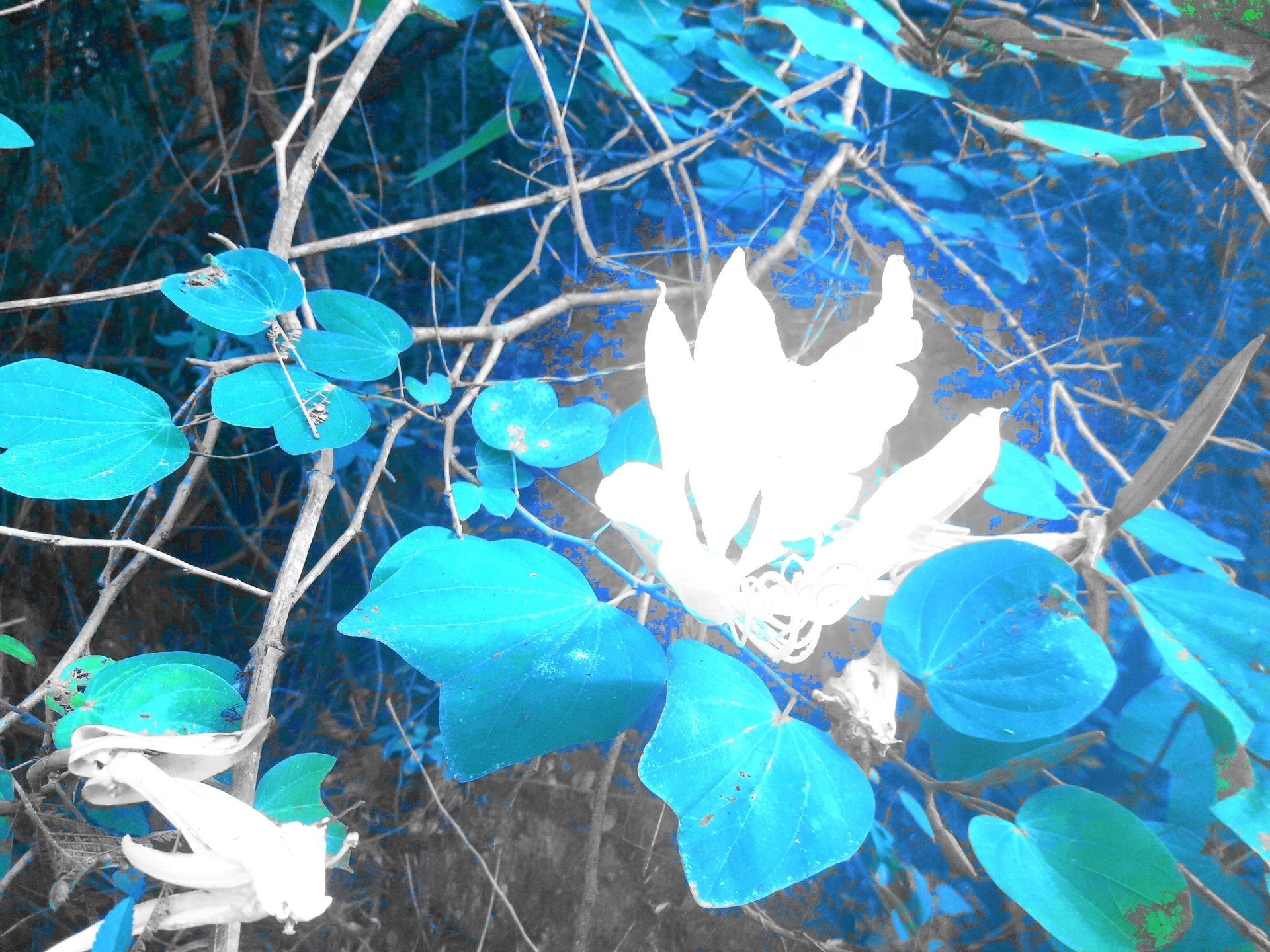 Abstract by Asirez98