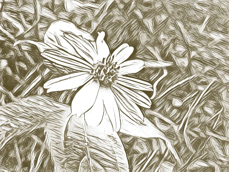  Flor