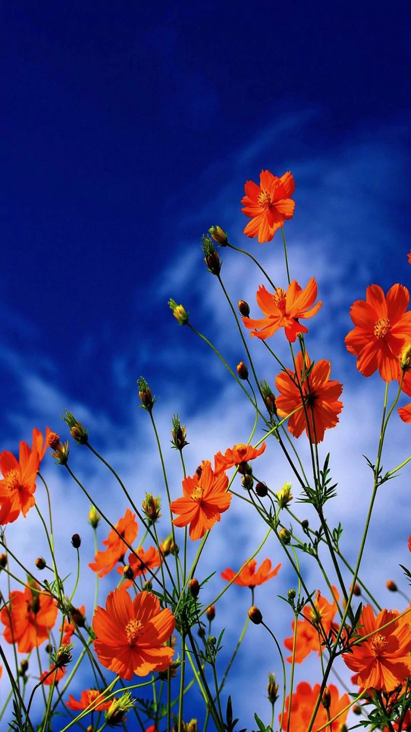 Vibrant orange wildflower blossoms reaching skyward against a deep blue sky — a nature scene of tall stems, buds, and open flowers.