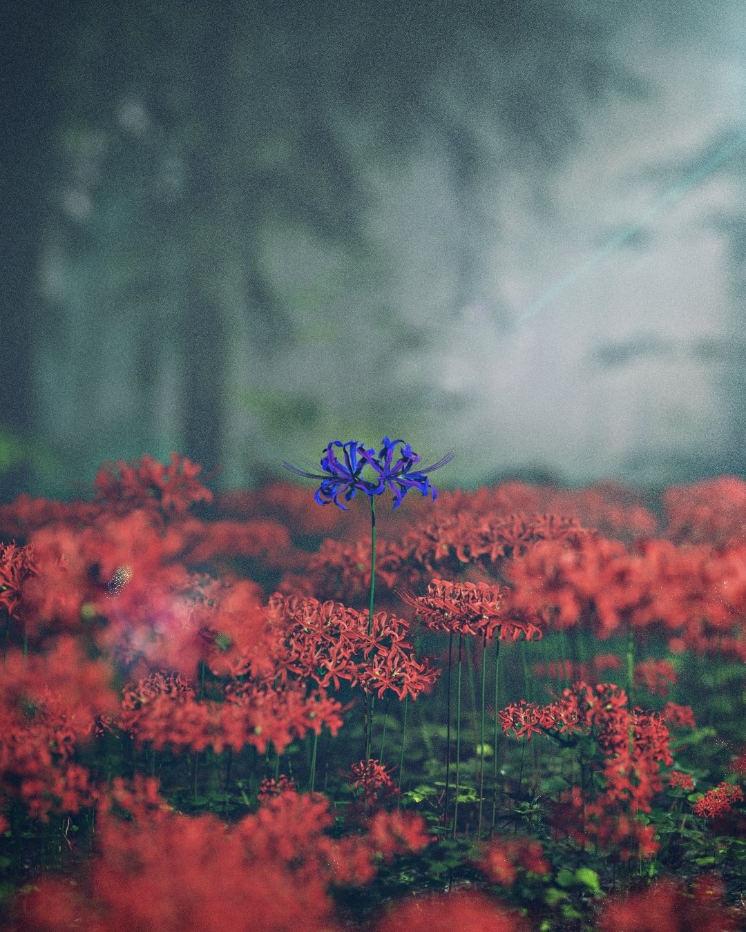 Single blue spider lily flower rising above a sea of red spider lilies in a misty forest, titled Muzan.