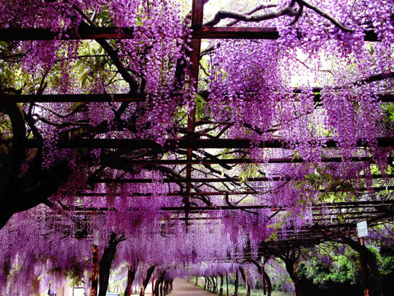 A vibrant display of cascading purple wisteria flowers hanging from a pergola, creating an abstract purple canopy with dappled sunlight filtering through.