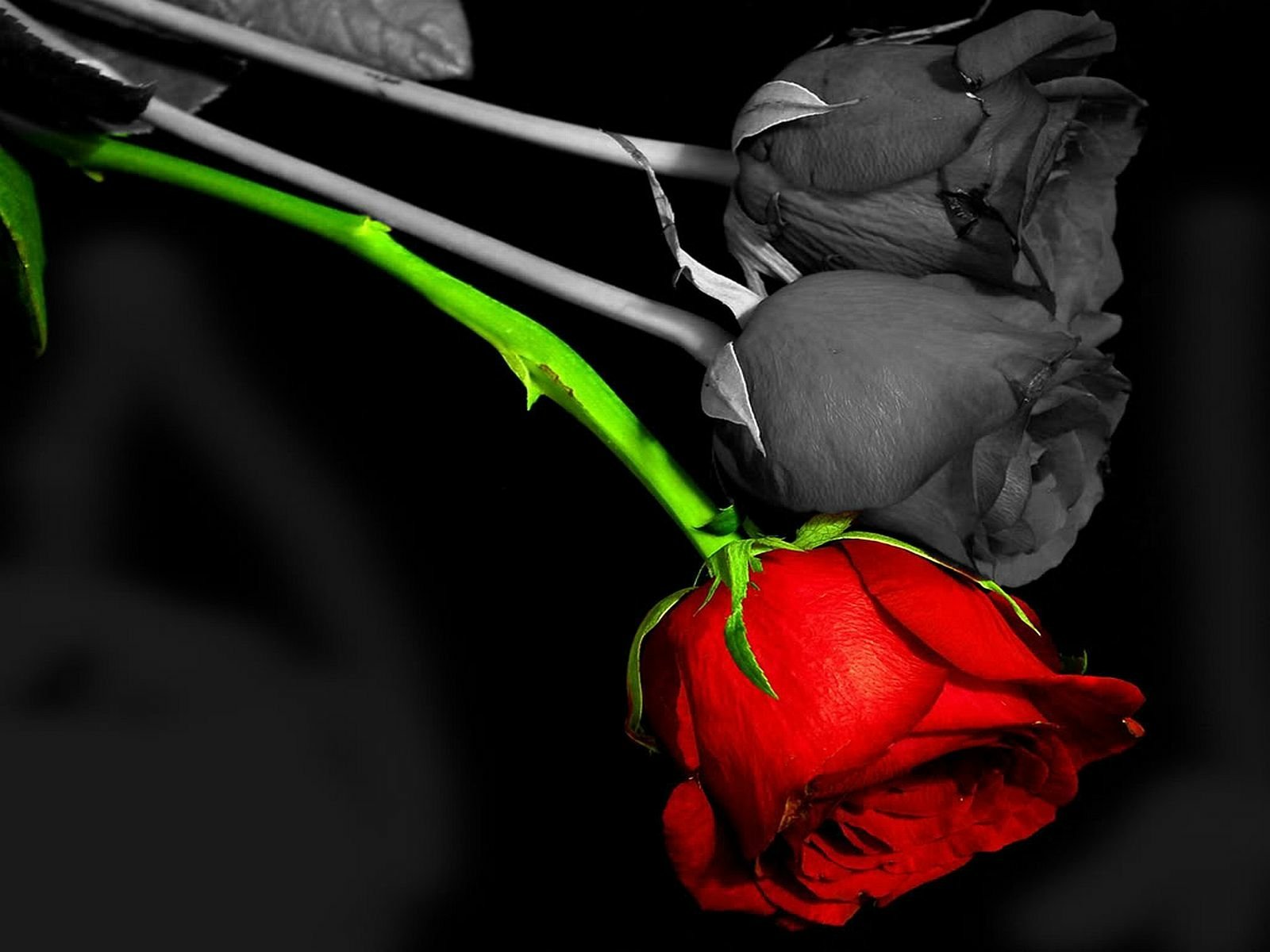 A striking image of three roses, two in grayscale and one vibrant red, showcasing the beauty of nature and the allure of flowers against a dark background.