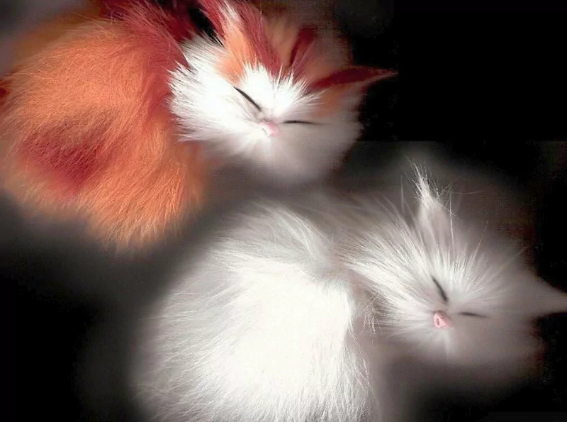 Two adorable cats, one orange and fluffy, the other white and soft, peacefully resting together against a dark background.