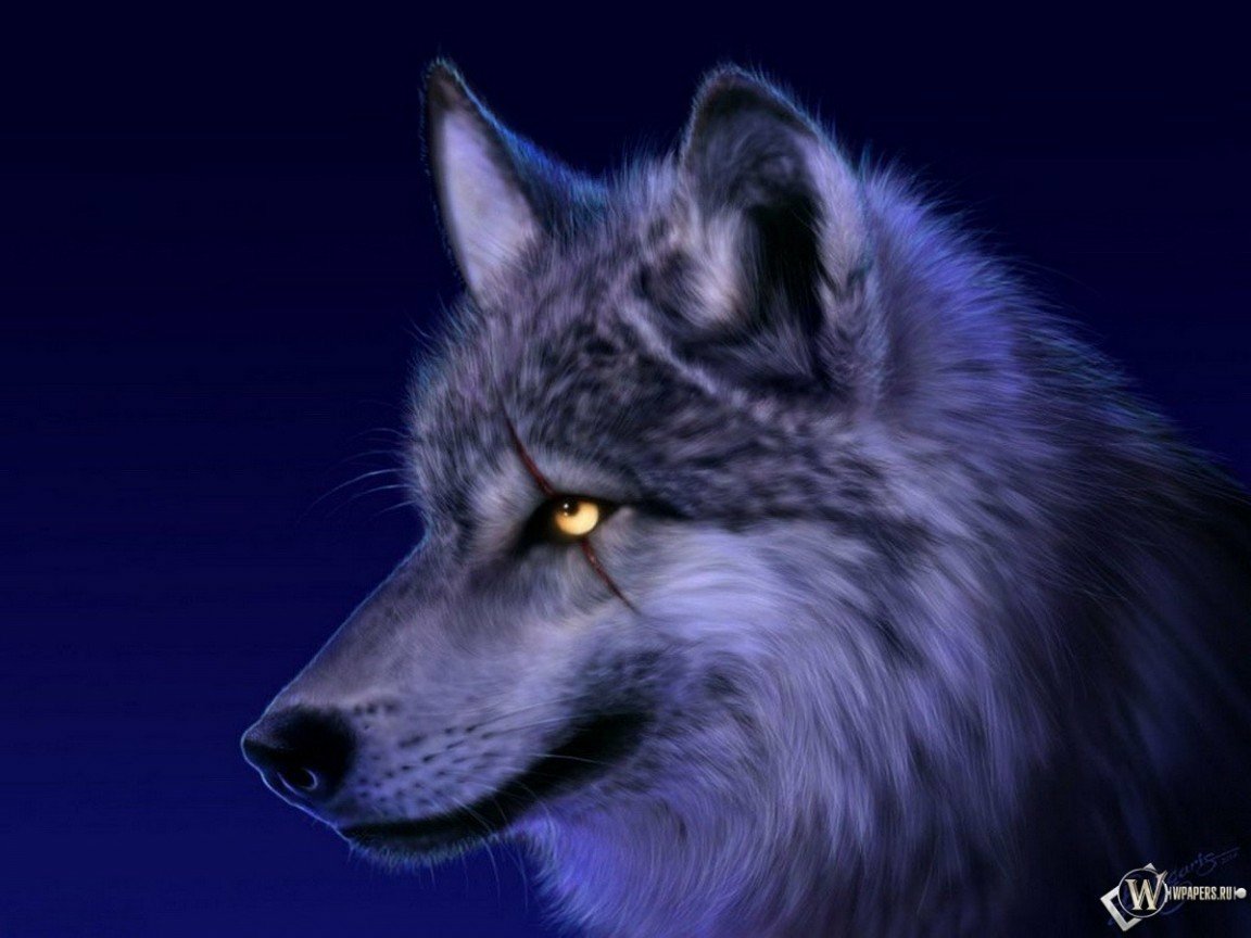 A close-up of a majestic wolf with a thick, silvery coat and striking golden eyes, set against a deep blue background, exuding a sense of quiet strength and mystery.
