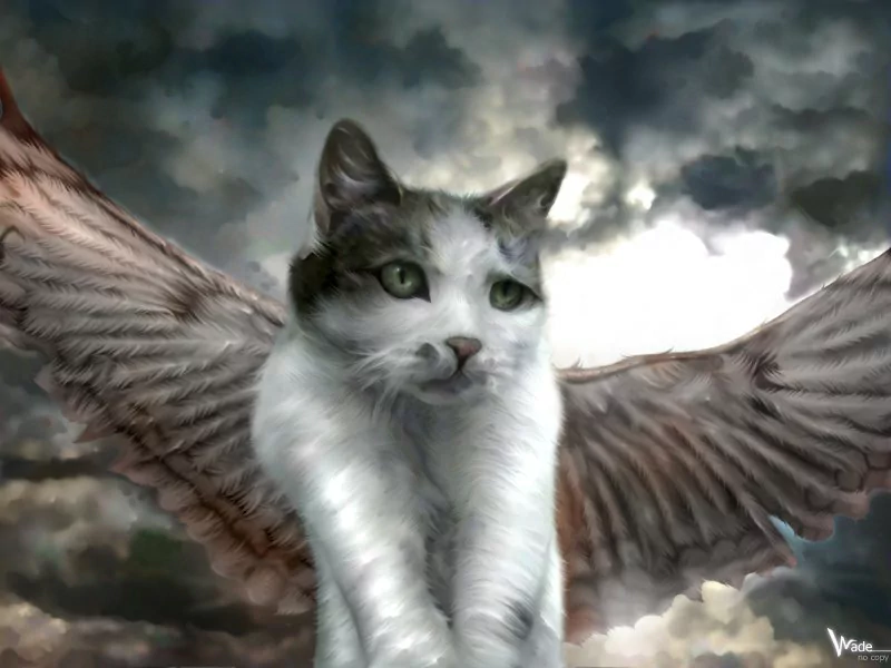  Angel Cat by Daniel 'Wade' Hammonds