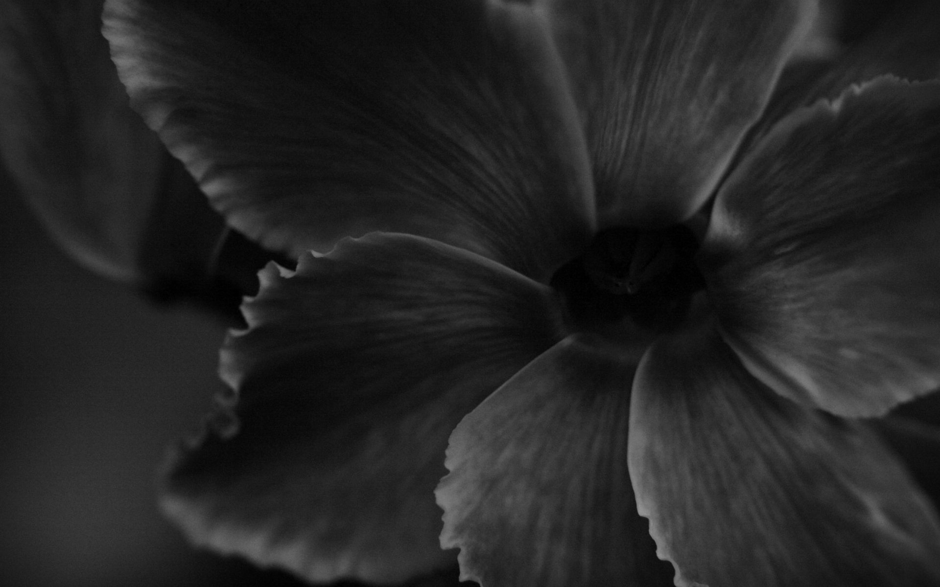 A close-up artistic representation of a flower in black and white, showcasing intricate petal details and a soft, ethereal quality.