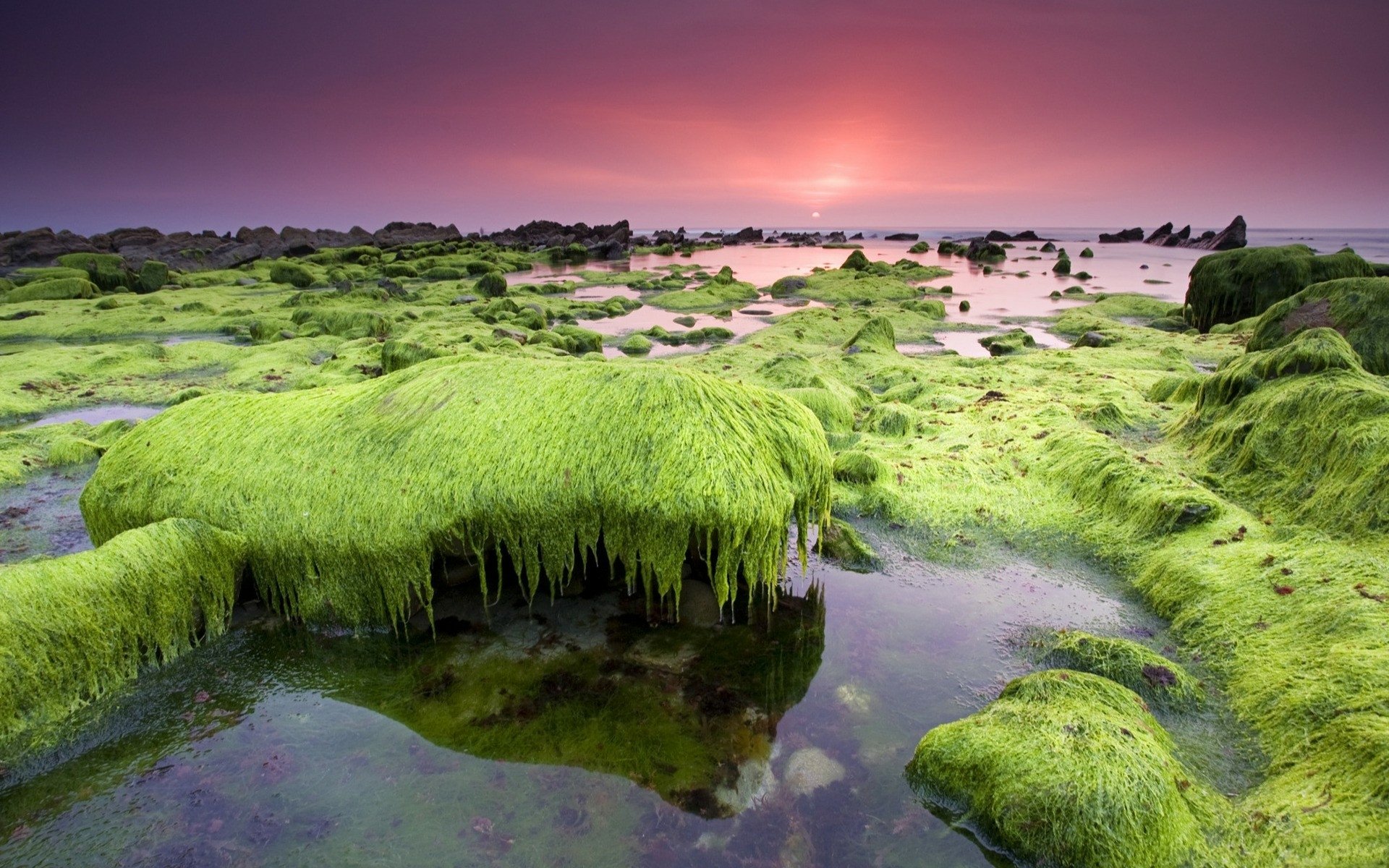 Seascape at sunset: vibrant green seaweed drapes rocks, forming tidal pools and reflections in a serene nature view.