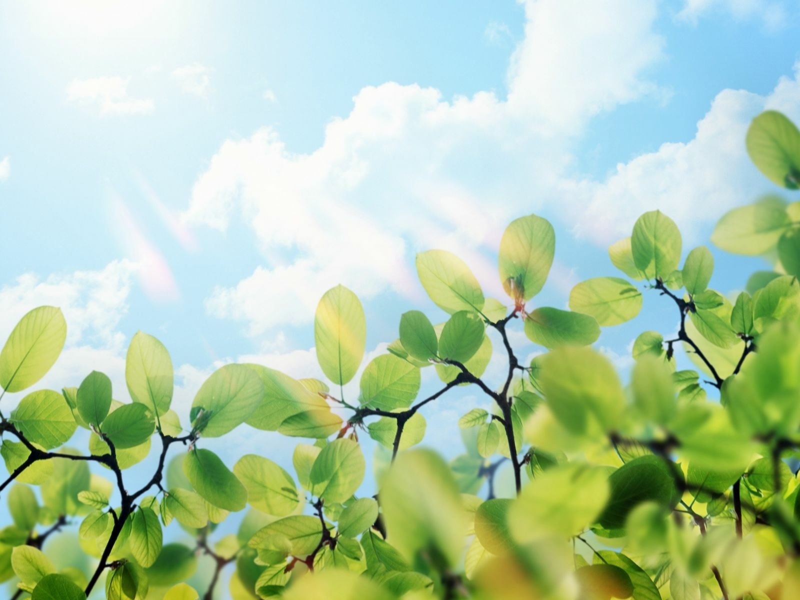 Download Nature Close-up Art