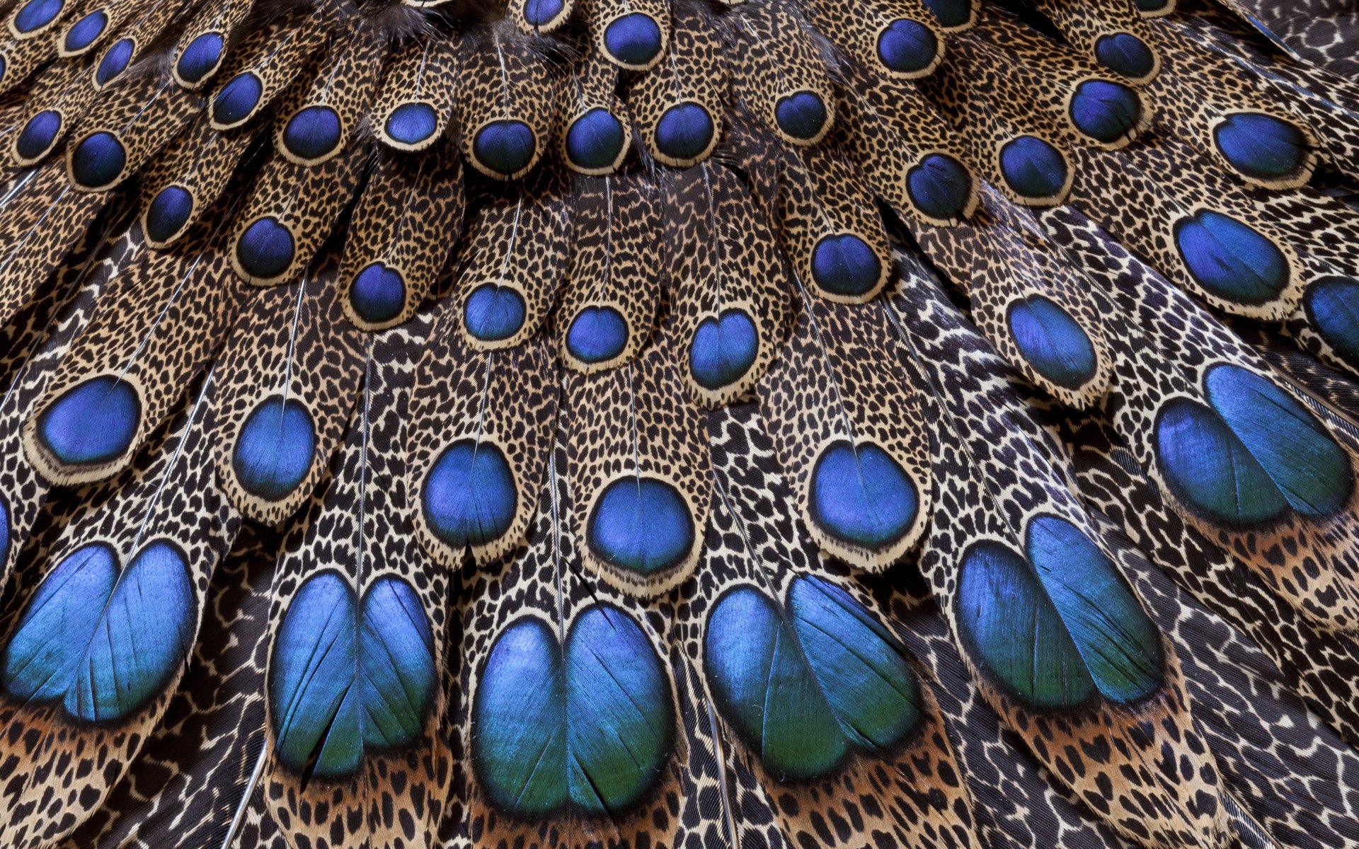 Download Photography Feather Art