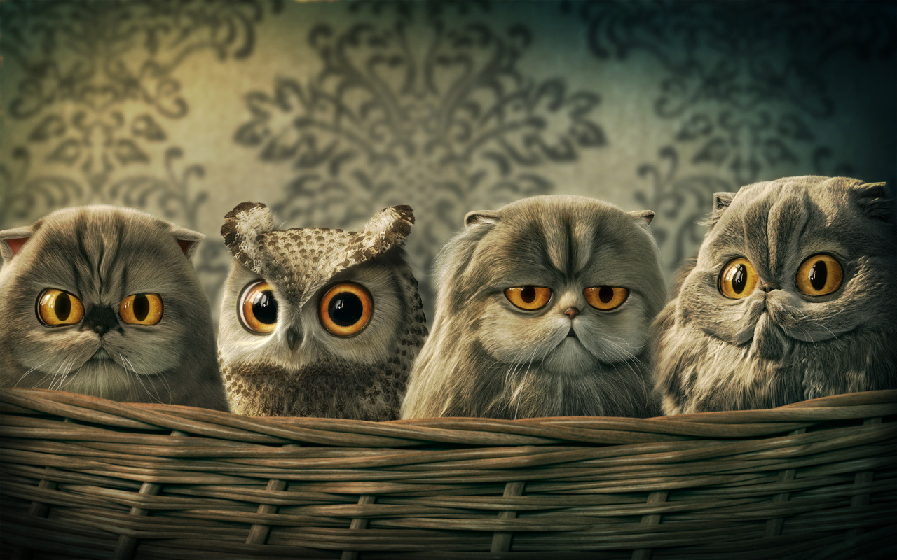 Lomo Owl by Carlson-Woon
