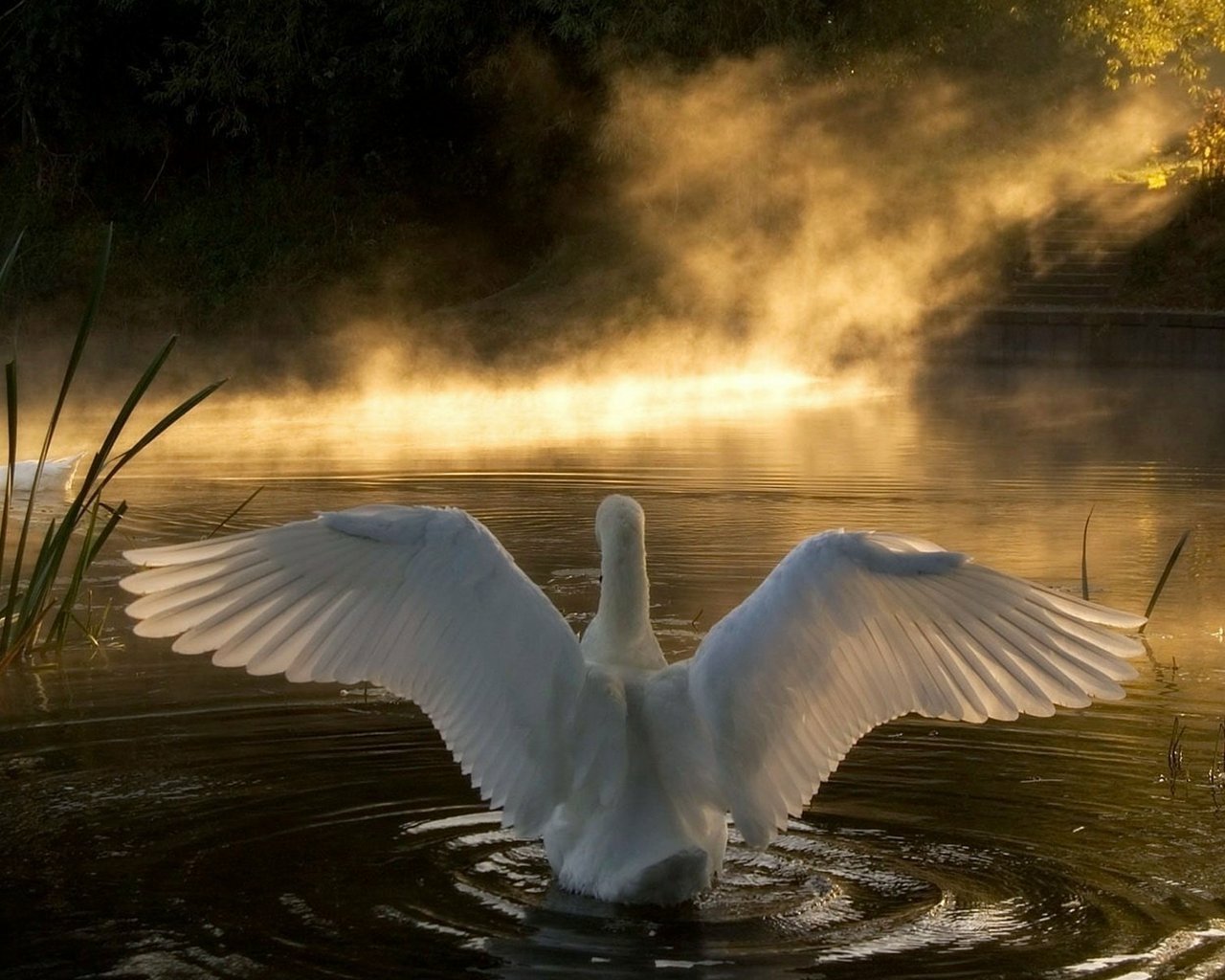 Swan Lake Art - ID: 42369