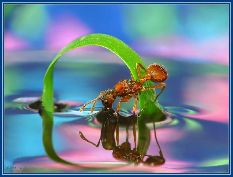 Animal ant Image