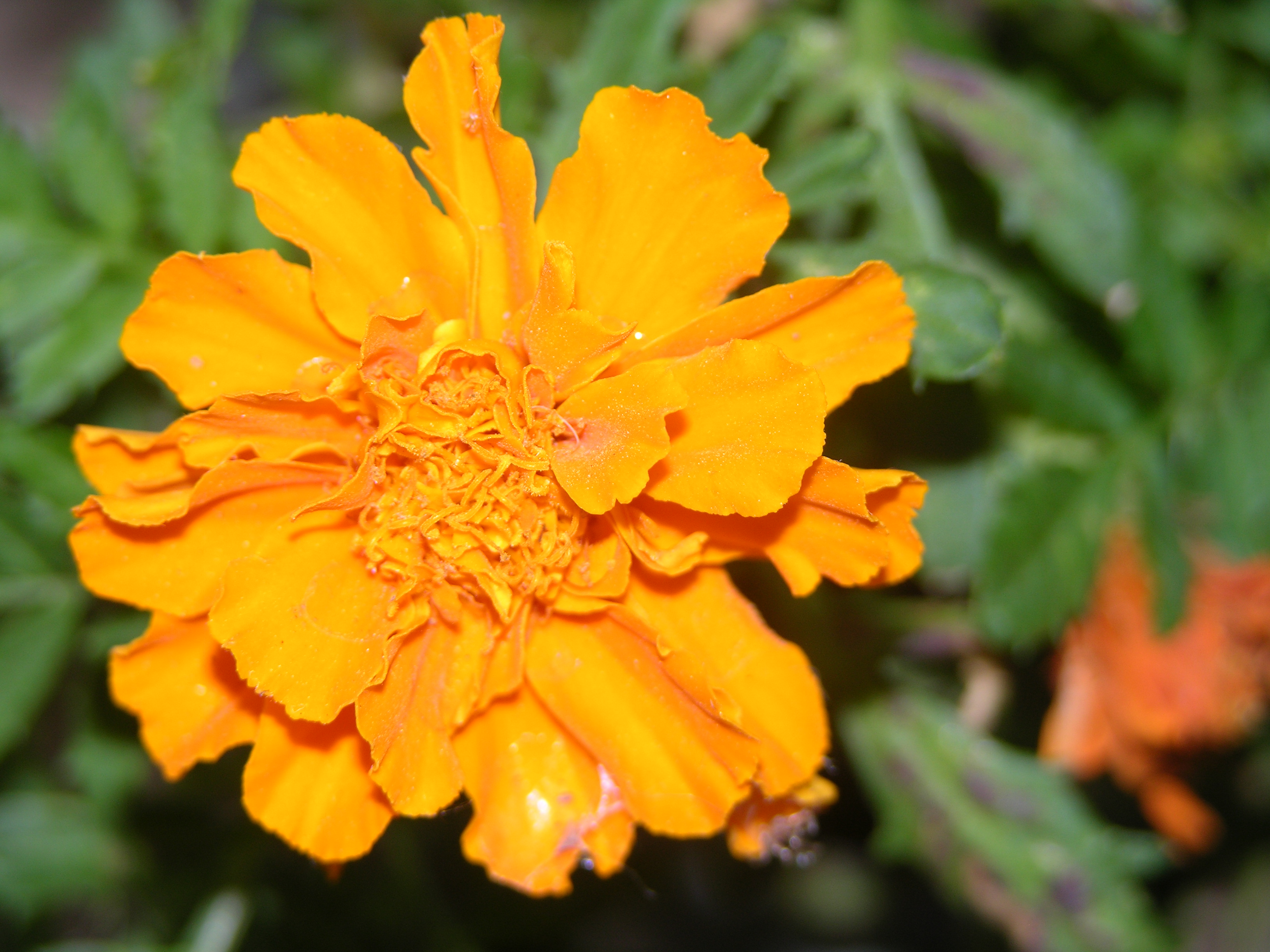 orange flower by chacha08