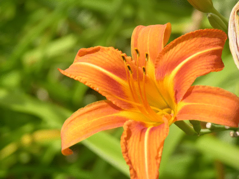 A vibrant orange daylily blooms in spring and summer, surrounded by lush green foliage, showcasing the beauty of nature in full bloom.