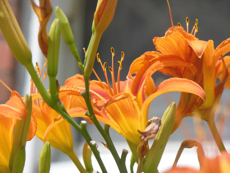 A close-up of vibrant orange daylilies in full bloom, showcasing their intricate petals and lush green stems against a blurred background of nature.