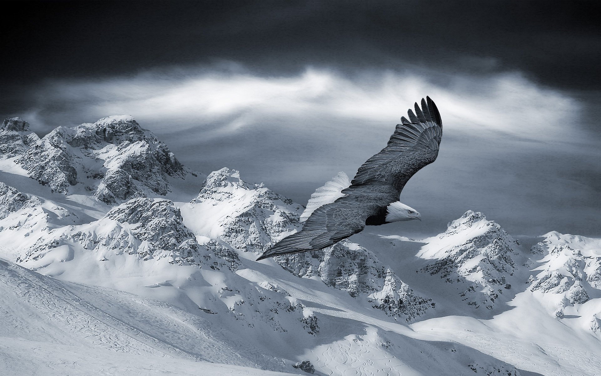 A majestic hawk soars above snowy mountains, its wings spread wide against a dramatic, cloudy sky, capturing the beauty of nature and wildlife.