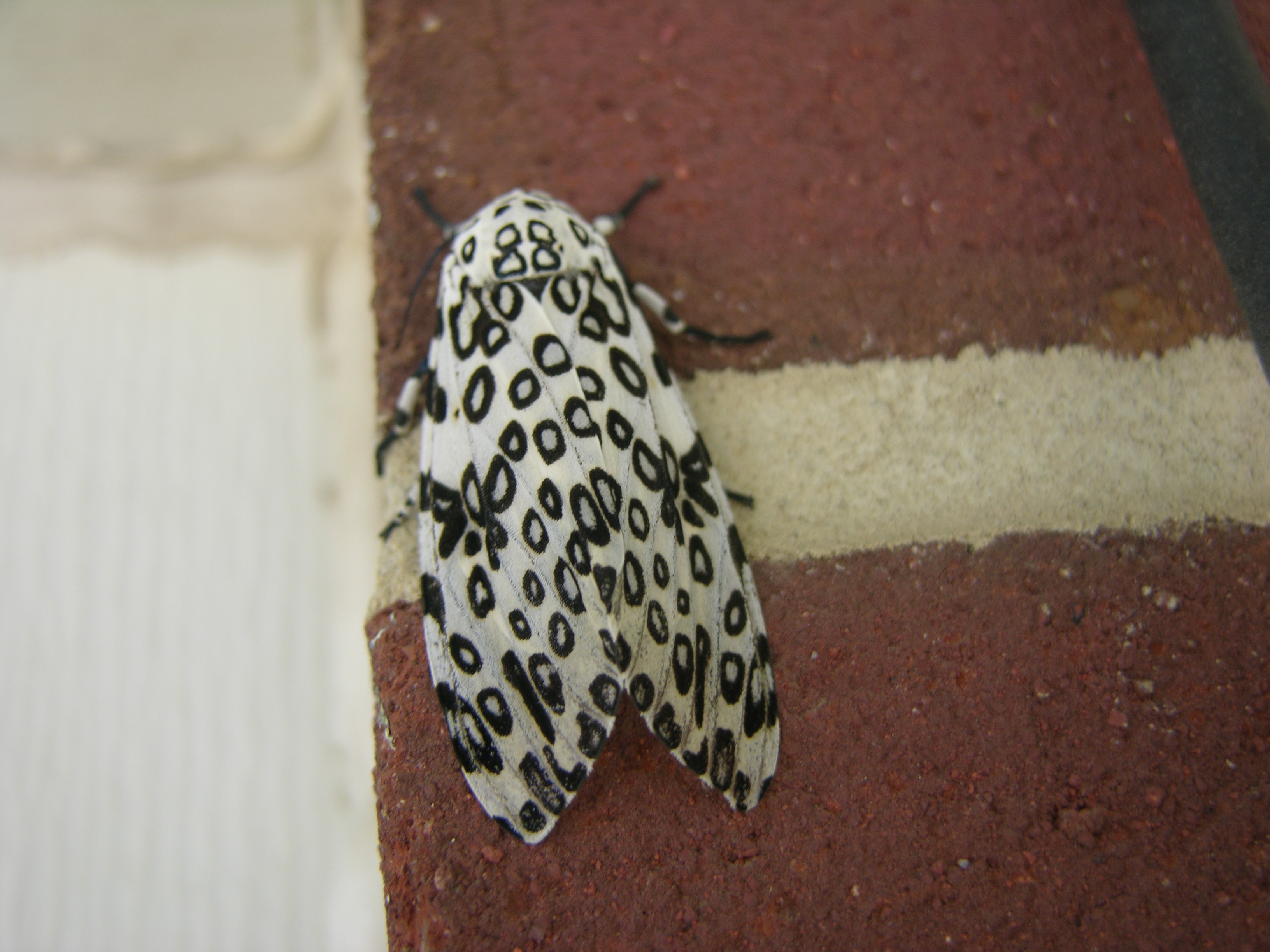 giant leopard moth by chacha08