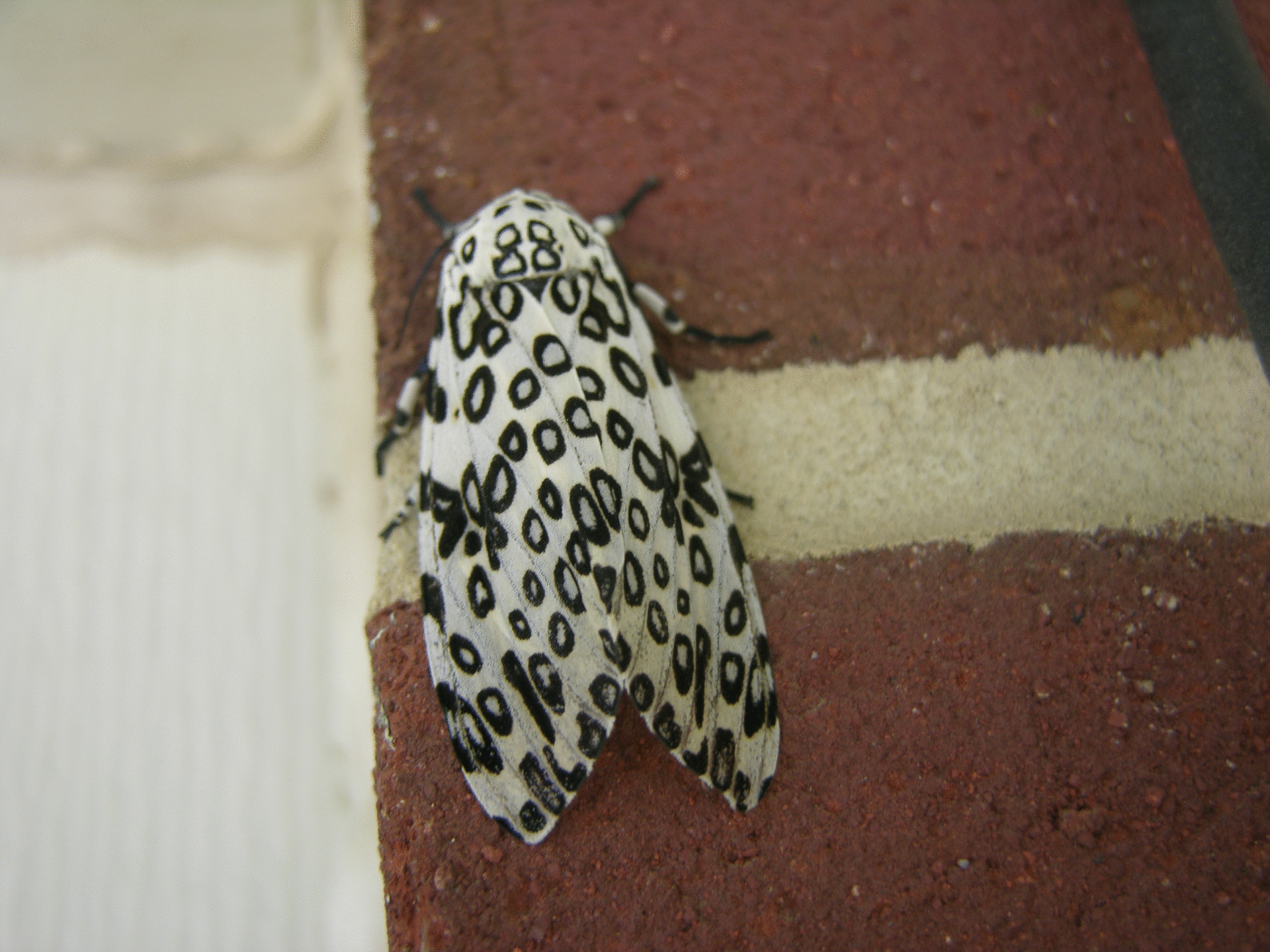 A black and white moth with distinctive spotted patterns rests on a red brick surface near a white wall.