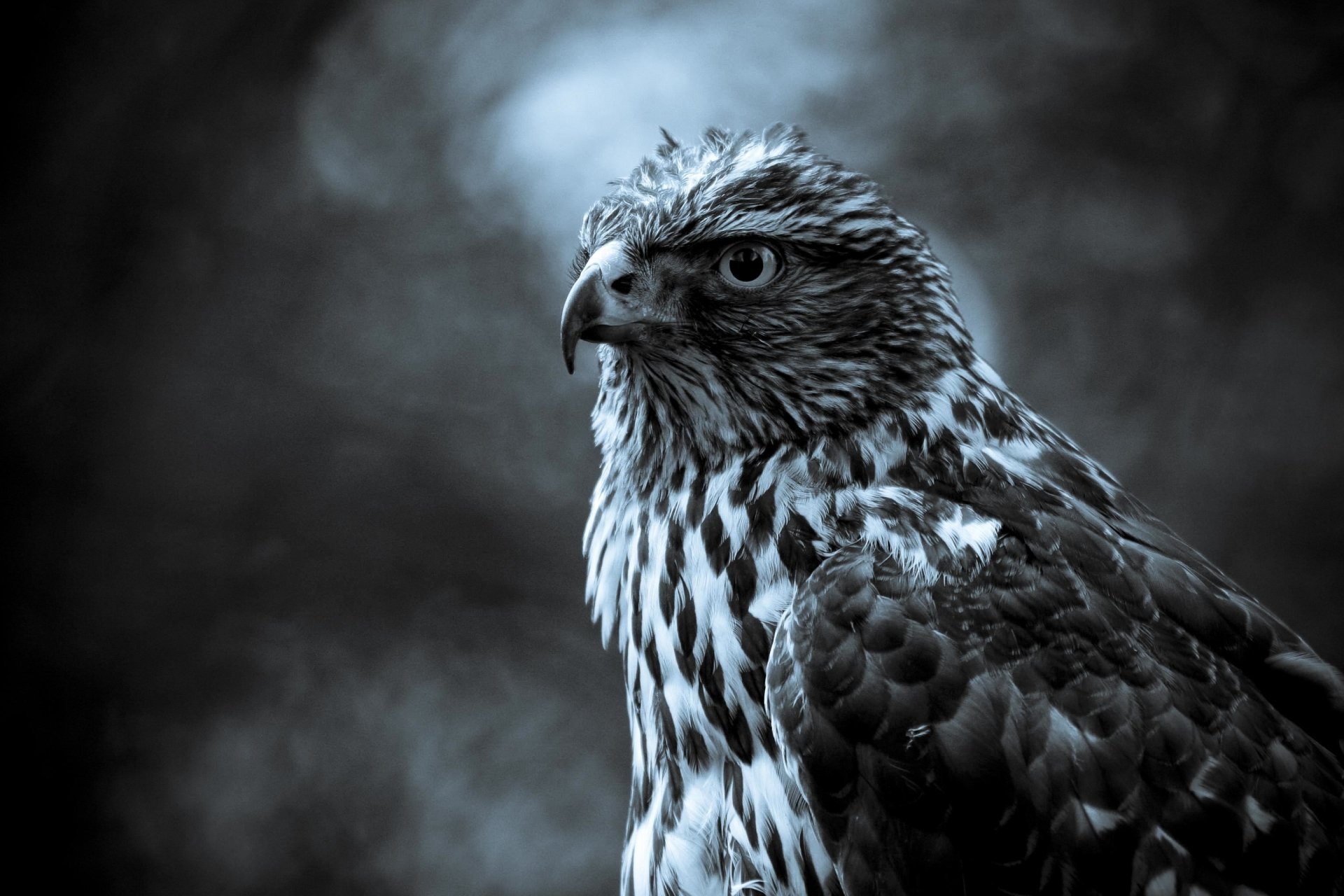 Close-up of a majestic hawk with detailed feathers and a sharp gaze, set against a blurred natural background.