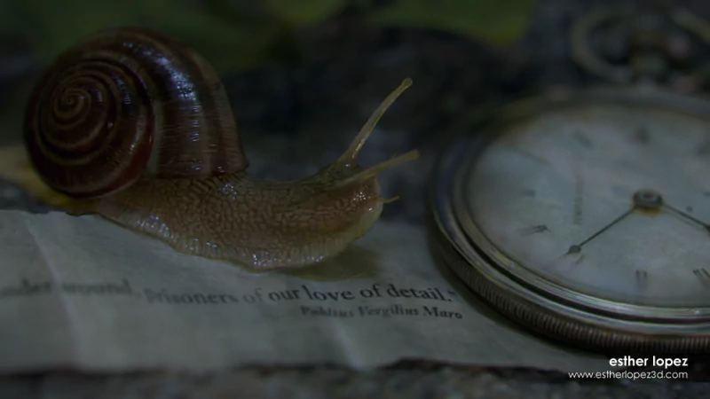 Animal snail Image