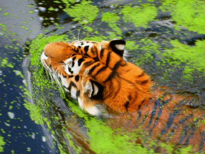 A tiger with striking orange and black stripes swims through a green, algae-covered body of water, showcasing its powerful presence in a natural setting.