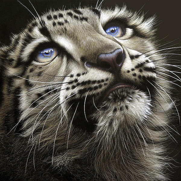 snow leopard by cub jurek zamoyski
