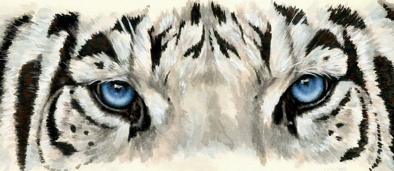  eye catching royal white bengal by barbara keith