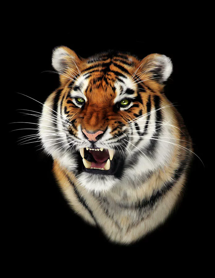 Artistic animal portrait of a snarling tiger's head on a black background, eyes intense and teeth bared.