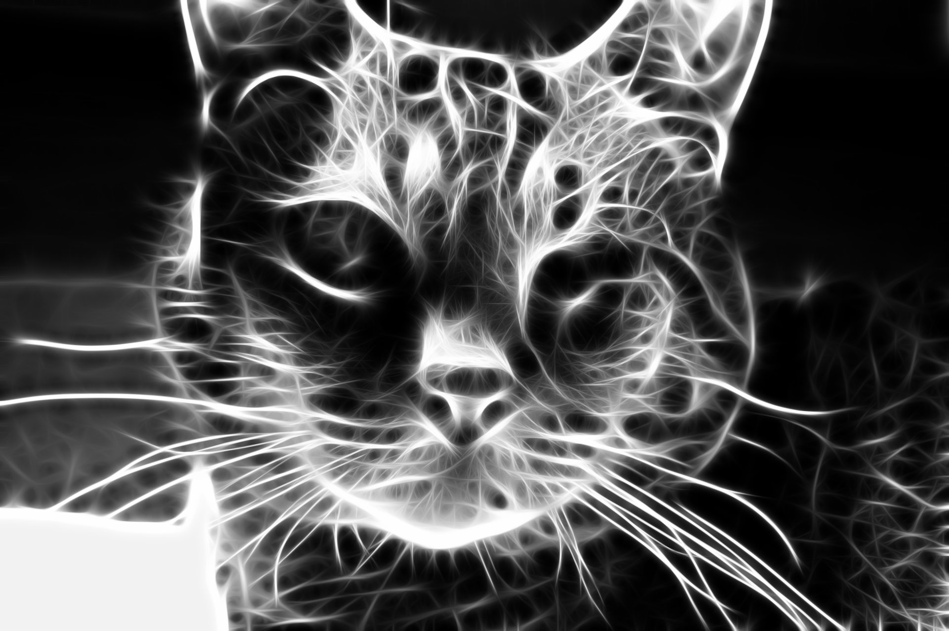Artistic animal portrait: neon-fractal black-and-white cat face with glowing whiskers and intense eyes.