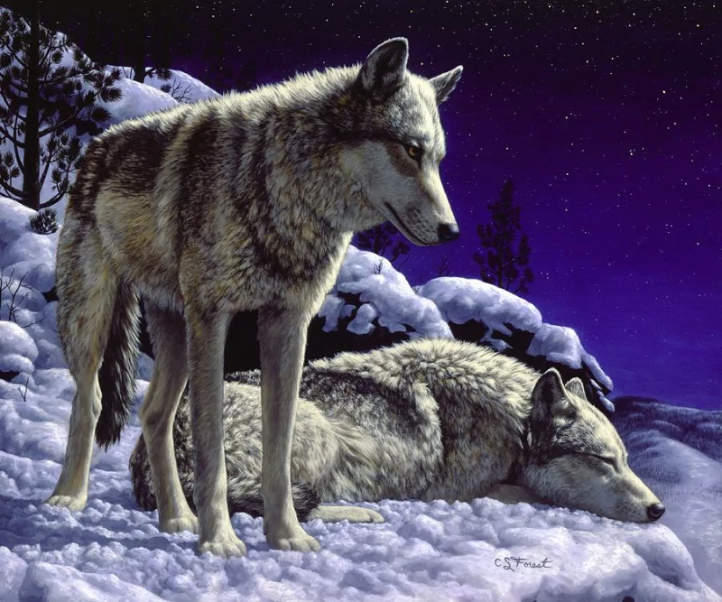 Artistic depiction of two wolves in a snowy landscape under a starry night sky.