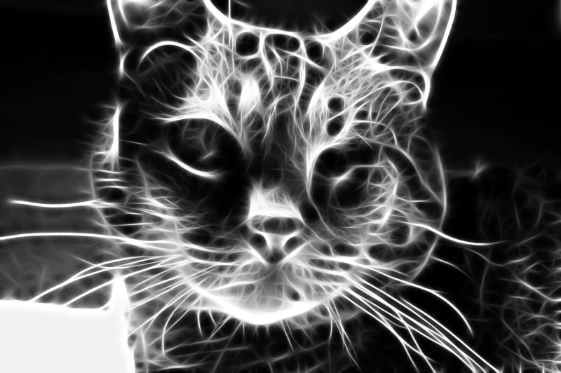 Artistic animal portrait: neon-fractal black-and-white cat face with glowing whiskers and intense eyes.