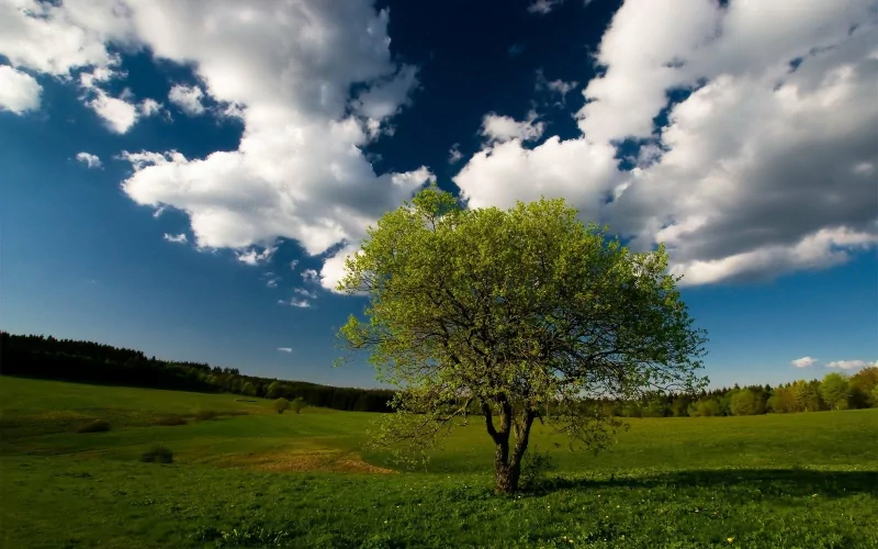 nature tree Image