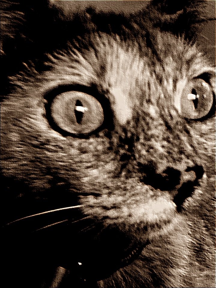 Sweet Tink by ShadowSpire