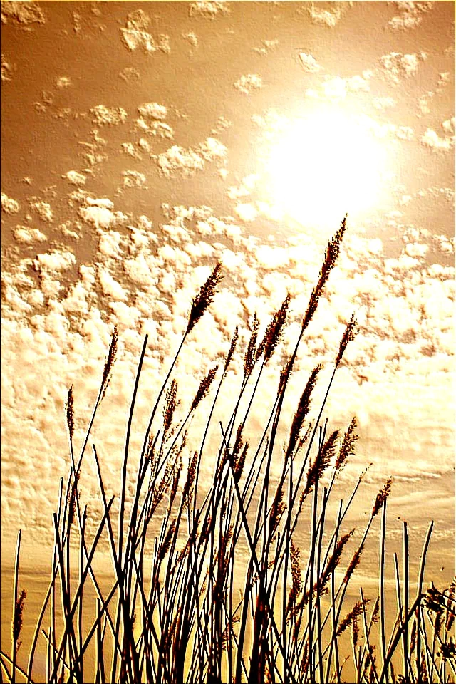 Monochrome golden landscape: tall wheat stalks silhouetted against a bright sun and a textured cloud-filled sky.