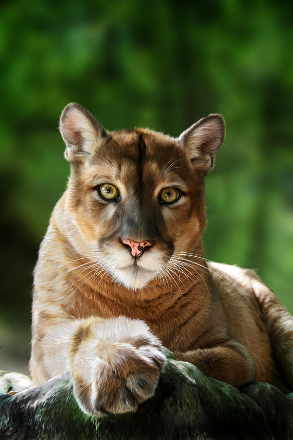 Mac by Big Cat Rescue
