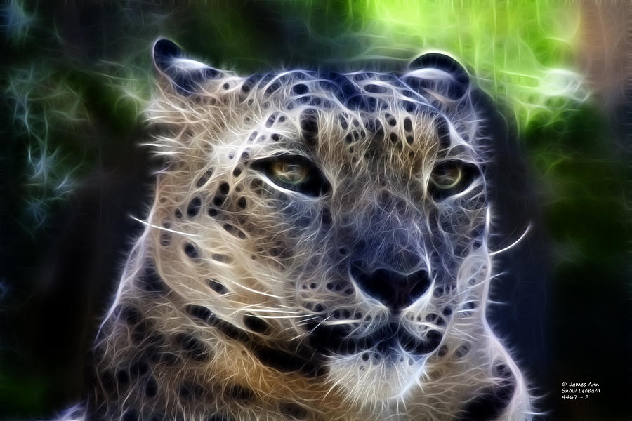 Snow Leopard Art ID 57163 Art Abyss