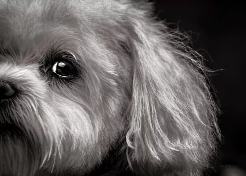  The Dog Next Door by Bob Orsillo