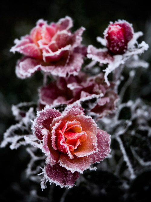 Frosted Roses 