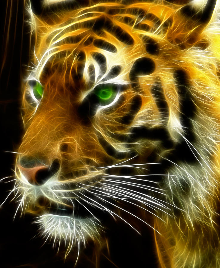 A Tiger's Stare by Ricky Barnard