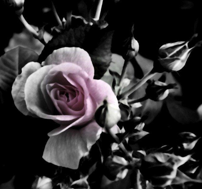 A delicate pink flower blooms amidst dark leaves and buds, showcasing the beauty of nature with its soft petals and intricate details.