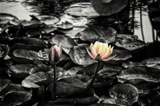 Download Nature Pond Art