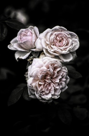 Three delicate, softly colored roses bloom against a dark background, showcasing their intricate petals and lush green leaves in a beautiful display of nature.