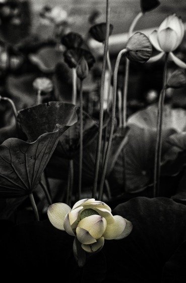 Download Nature Flower Art