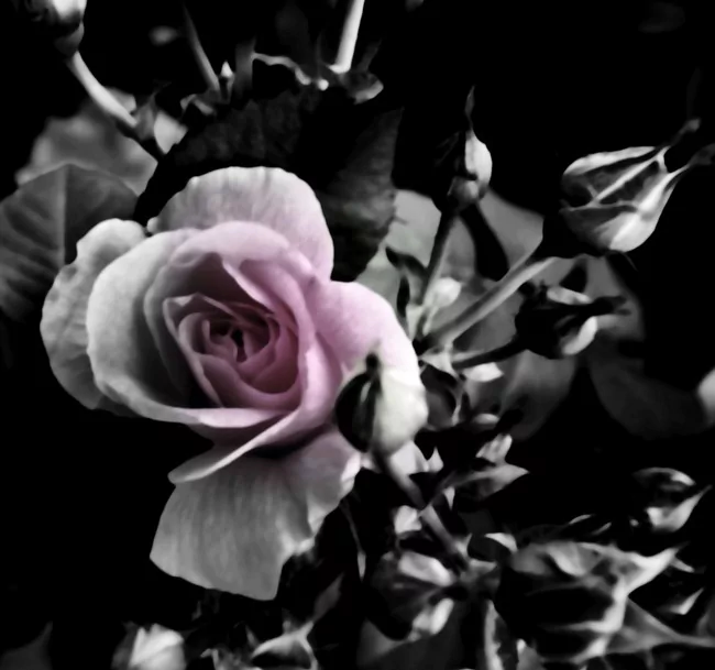 A delicate pink flower blooms amidst dark leaves and buds, showcasing the beauty of nature with its soft petals and intricate details.