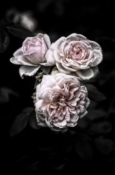 Three delicate, softly colored roses bloom against a dark background, showcasing their intricate petals and lush green leaves in a beautiful display of nature.