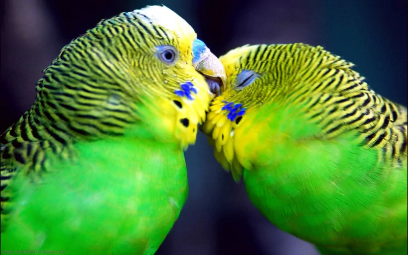 Two vibrant green and yellow parakeets, with striking stripes and color patterns, gently touch their beaks together, showcasing their playful interaction in a natural setting.