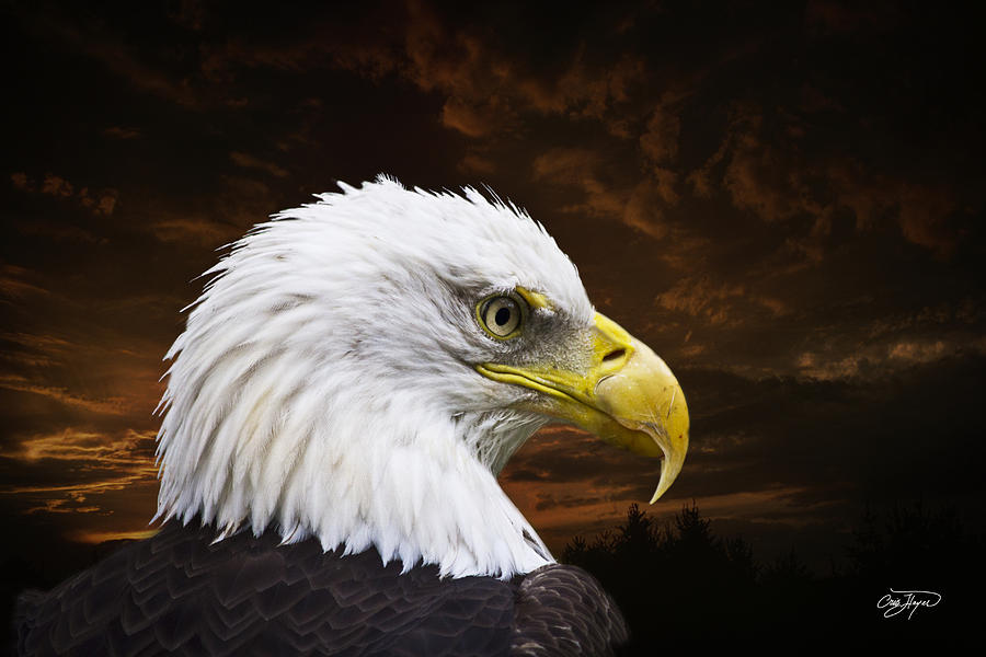 Bald Eagle - Freedom And Hope Art - ID: 57977 - Art Abyss