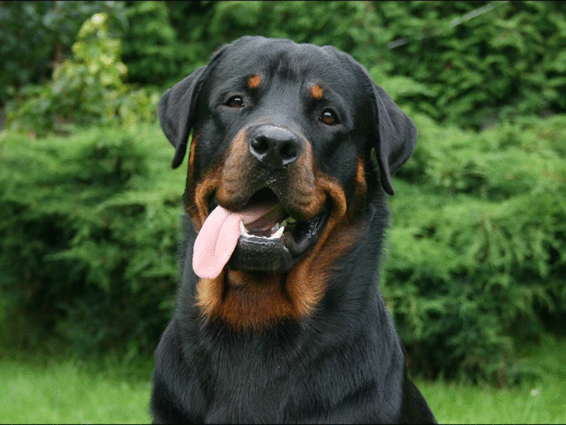 A Rottweiler sits proudly in a green outdoor setting, with its tongue out and a friendly expression, showcasing its strong, muscular build and distinctive black and brown coat.