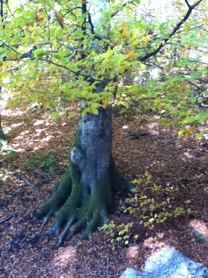  Moss Tree